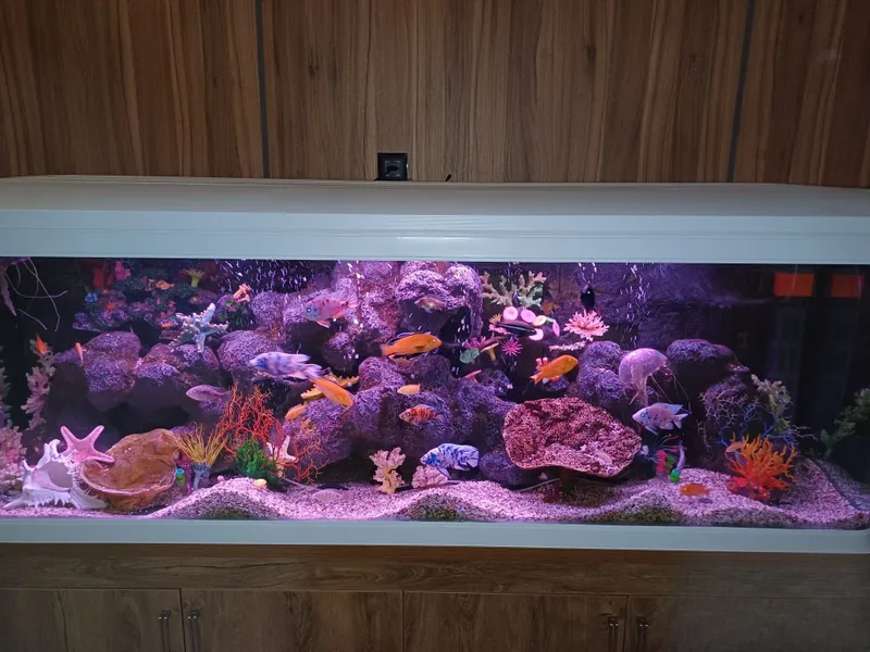 Akvarium: xizmat ko‘rsatish 3 Akvarium: xizmat ko‘rsatish 3