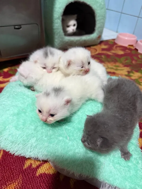 Продается кошечка и 5 котята , цена за всех