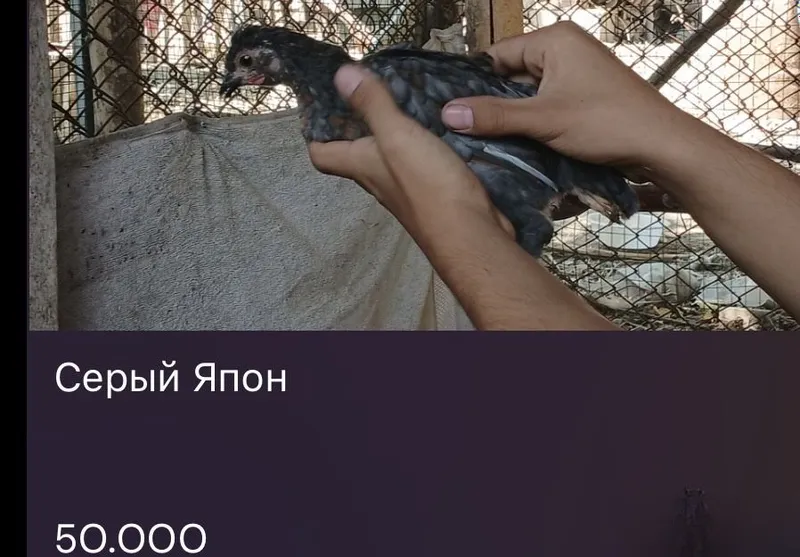 Yapon Jojalar Sotiladi Япон Жужа 2 Yapon Jojalar Sotiladi Япон Жужа 2