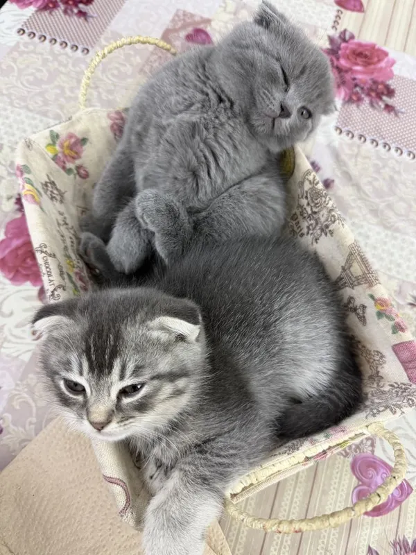 Продаются котики породы шотландская веслоухая