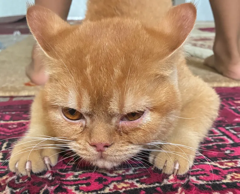 mushuk sotiladi erkak 1 mushuk sotiladi erkak 1