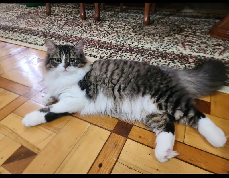 Отдам даром кота