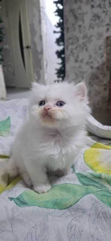 Продаются котята скотишь страйт,фолд. — фото 2