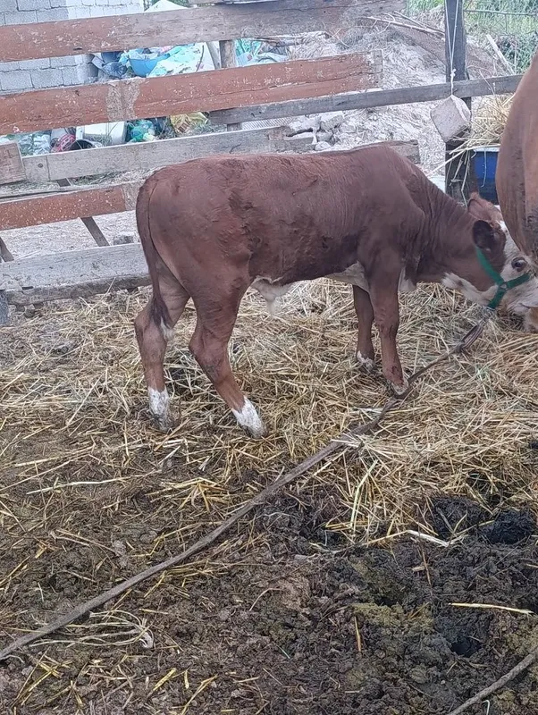 Simental buqacha sotiladi narxi 22 mln xayri bor kelishiladi t 3 Simental buqacha sotiladi narxi 22 mln xayri bor kelishiladi t 3