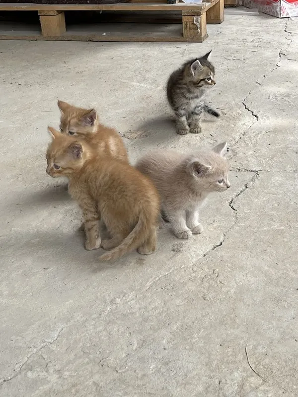 Отдаем кошку-маму и 4 маленьких котят в добрые руки — фото 1