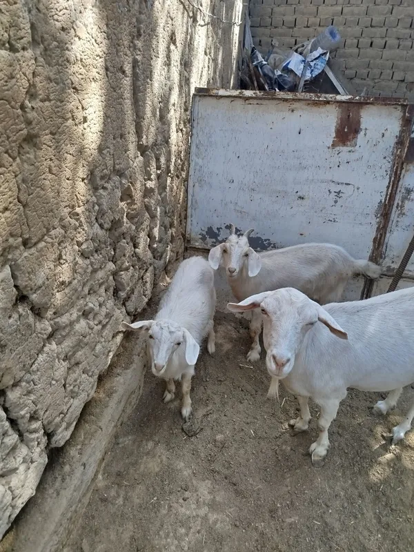 Echki 2ta bolasi bor 2 Echki 2ta bolasi bor 2