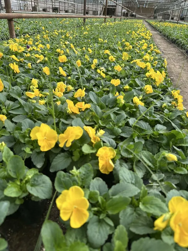 Viyola kapalak gullar — фото 3