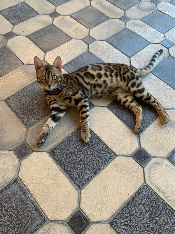 Paroda Bengal — фото 3