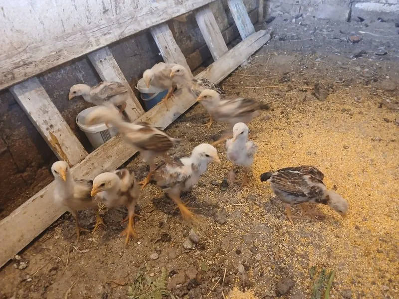 Dakan Jojala sifatli yaxwi narsala — фото 5