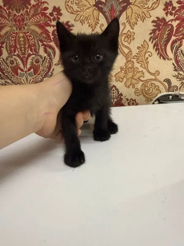 Продаю котят  за 20.000 — фото 4