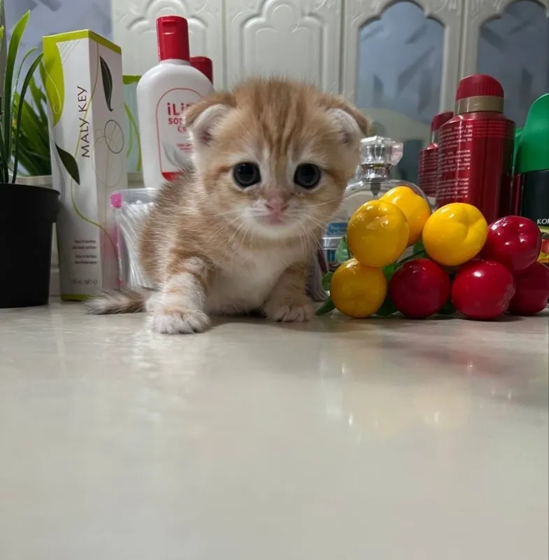 Котенок Девочка Золотой мрамор Скоттиш Фолд 3