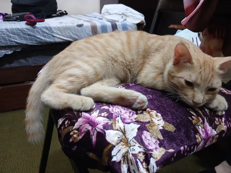Котёнок бесплатно отдаётся в хорошие руки 2 Котёнок бесплатно отдаётся в хорошие руки 2