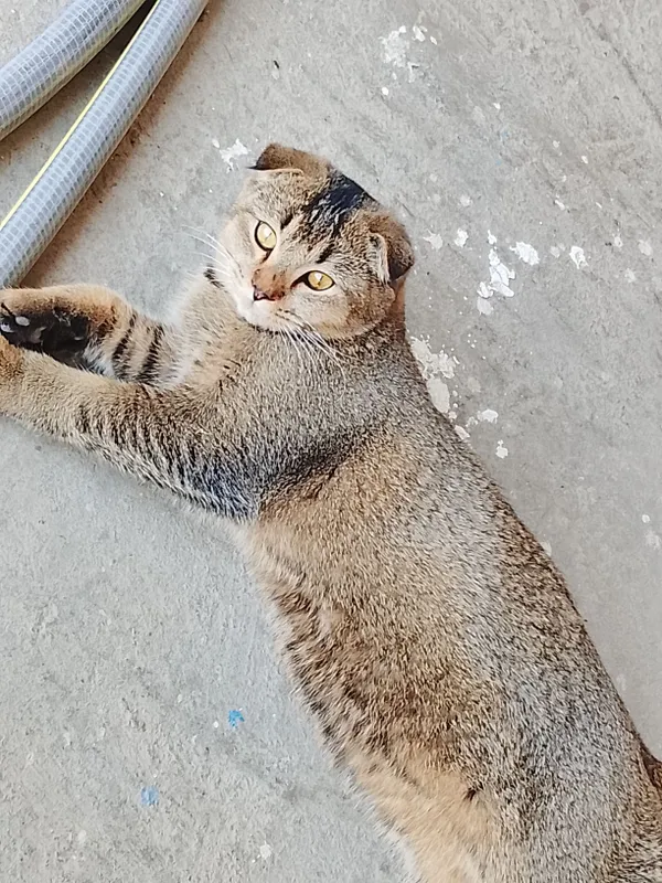 Шотландский фолд, котёнок, 5 месяцев 3