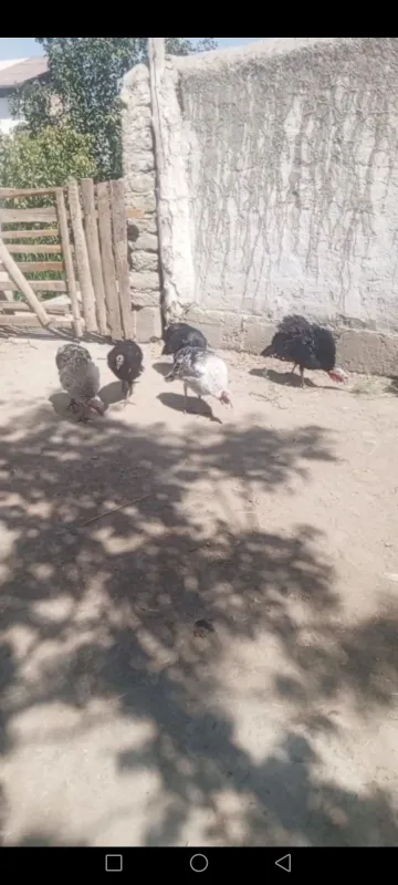 Kurka tovuqlari sotiladi 1 Kurka tovuqlari sotiladi 1