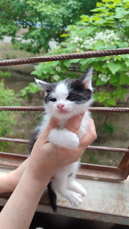 Котятки ребятки в добрый дом, в добрые ручки!!! Котятки ребятки в добрый дом, в добрые ручки!!!