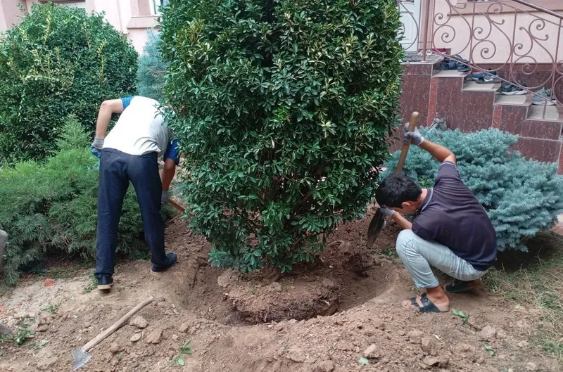 Услуги садовника 4 Услуги садовника 4