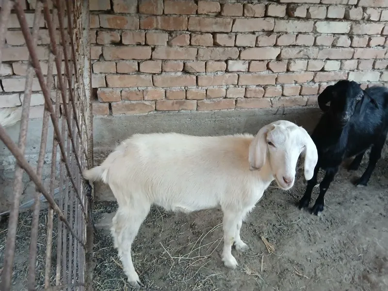 Echki sotiladi qisir ikkoviyam birinchi tug'ishi takaga qoysaxam bulad 2 Echki sotiladi qisir ikkoviyam birinchi tug'ishi takaga qoysaxam bulad 2