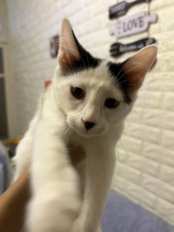 Отдам котенка мальчика в хорошие добрые руки 5 Отдам котенка мальчика в хорошие добрые руки 5