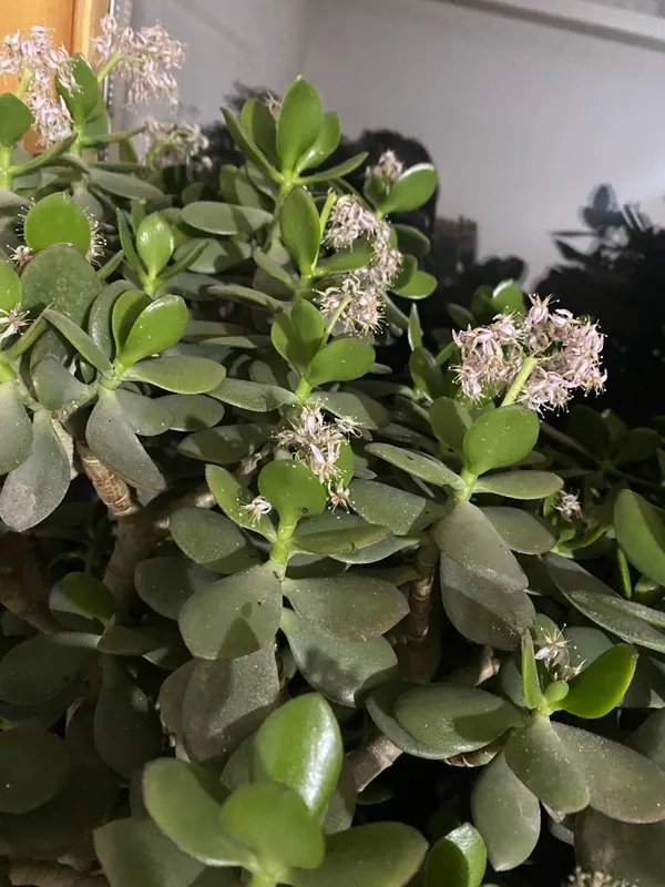Dollr guli uyda tabiy o’stirilgan — фото 3