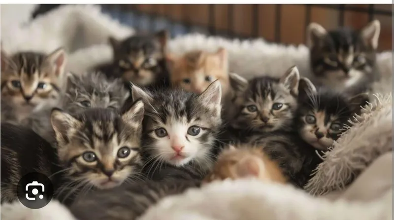 Бесплатно котята разные в хорошие руки 3