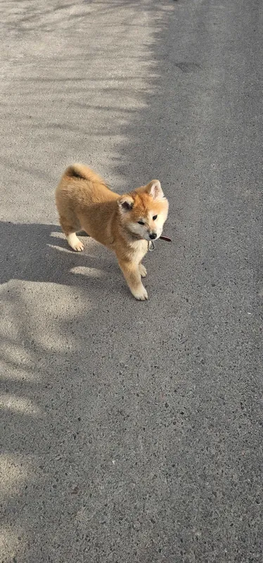 Продается Akita inu девочка — фото 1