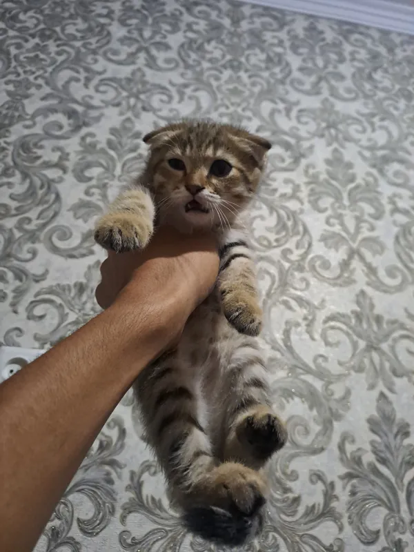 mushuk sotiladi 3 mushuk sotiladi 3