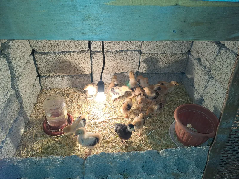 сусекс парселан жужалари