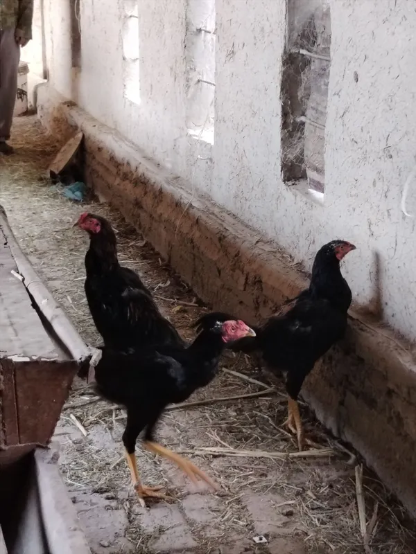 Xoroz sotiladi kulangi toza zot 5oylik — фото 5