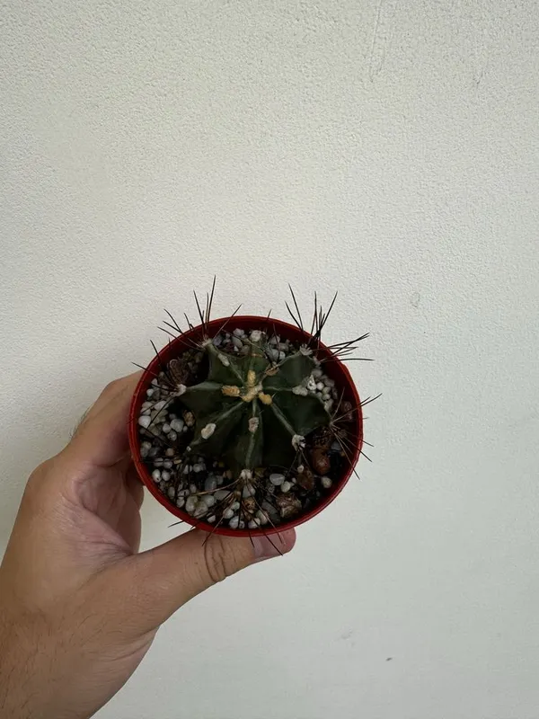 Кактус Astrophytum capricorne nudum — фото 2