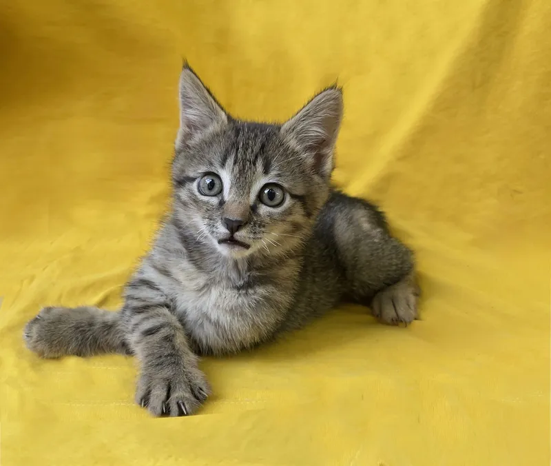 Котенок Трикуся ищет любящего хозяина! 5