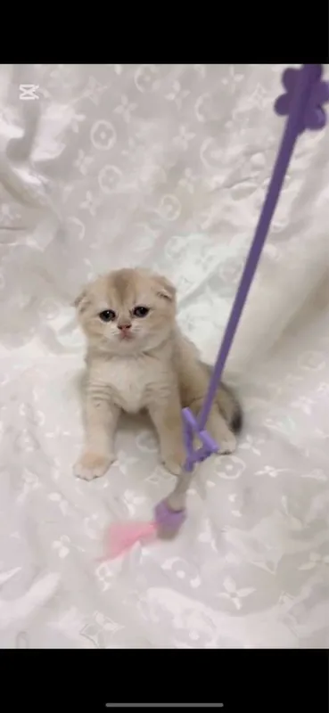Scottish Fold и Scottish Straight Golden 6 Scottish Fold и Scottish Straight Golden 6