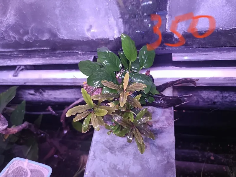 Продам водоросли