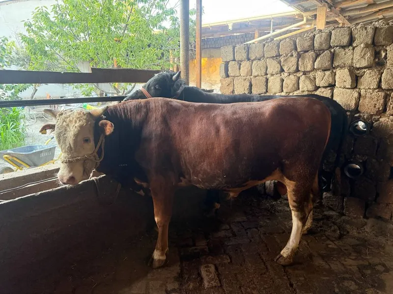 Mollar sotiladi sogʻlom 2 Mollar sotiladi sogʻlom 2