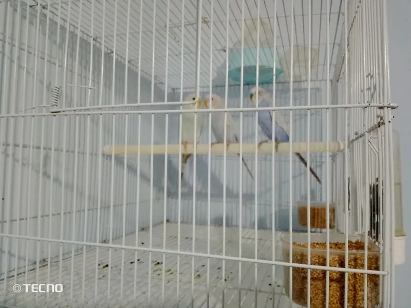 4oylik 2ta ayol 1ta erkak bor