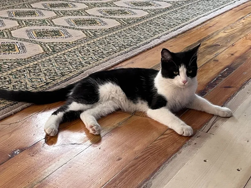Котик кастрированный — фото 2