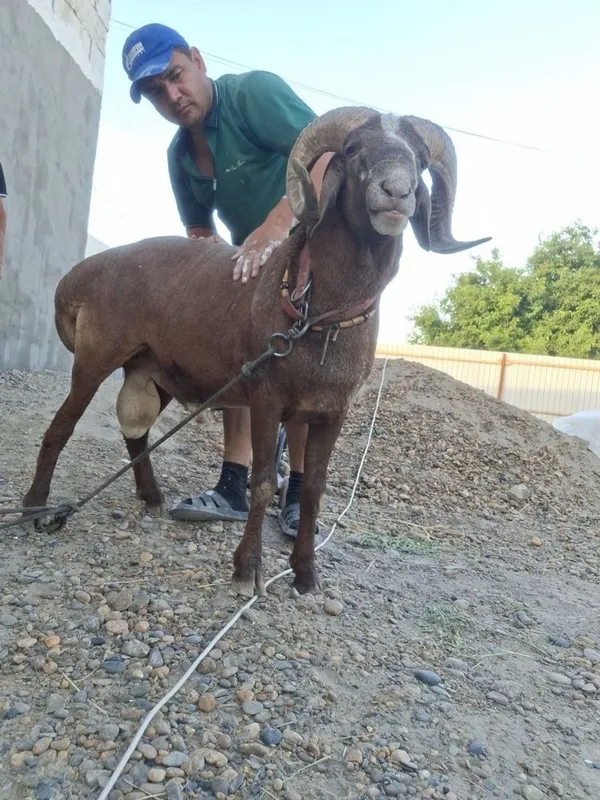 Qochqor sotiladi 2yoshar 6