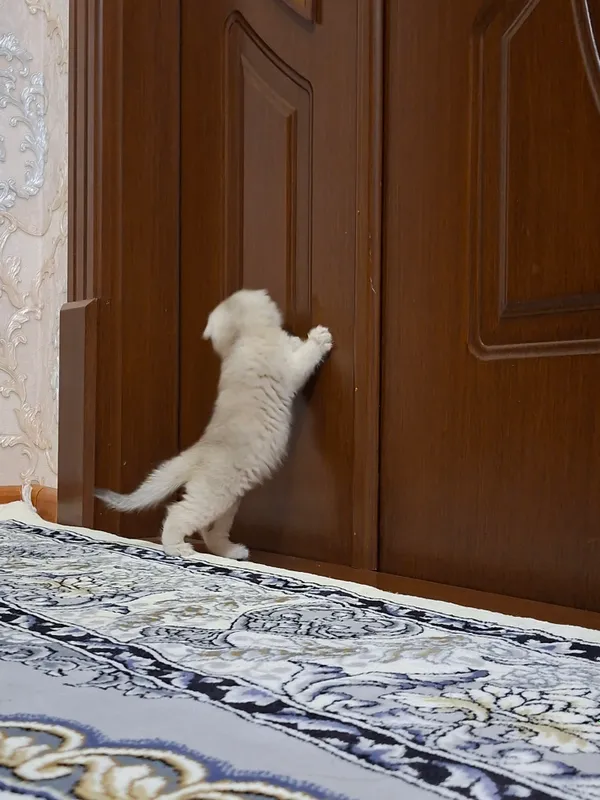 Котята в продаже 3