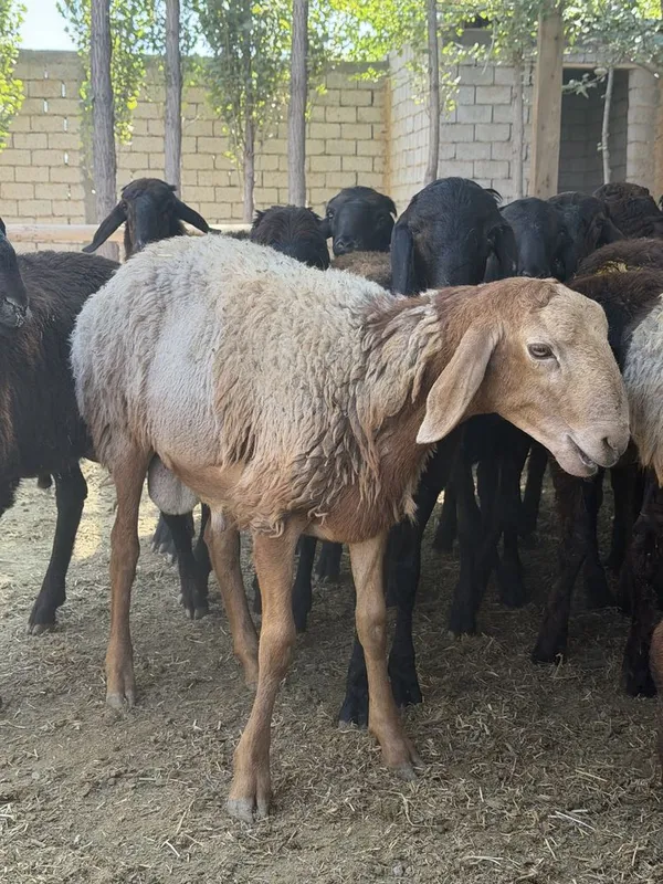 qoyla sotilad son kop narh vopshim arzon ammadan 4 qoyla sotilad son kop narh vopshim arzon ammadan 4