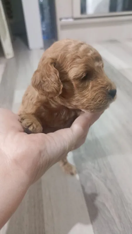 Mini pudel kuchukchalari 6 Mini pudel kuchukchalari 6