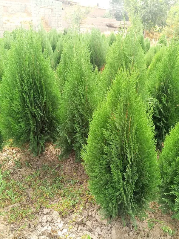 Туя книжная (Thuja plicata) — оптом с собственного поля! — фото 1