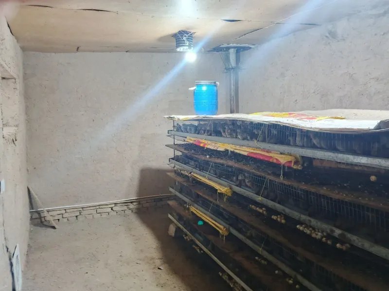 Bedana qafas sotiladi 1000 ta bedanaga mo'ljallangan Bedana qafas sotiladi 1000 ta bedanaga mo'ljallangan