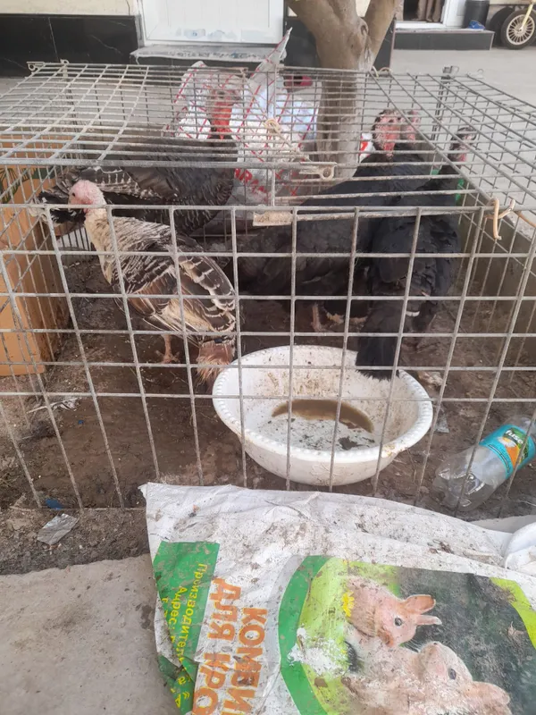 Urg'ochi kurkala sotladi