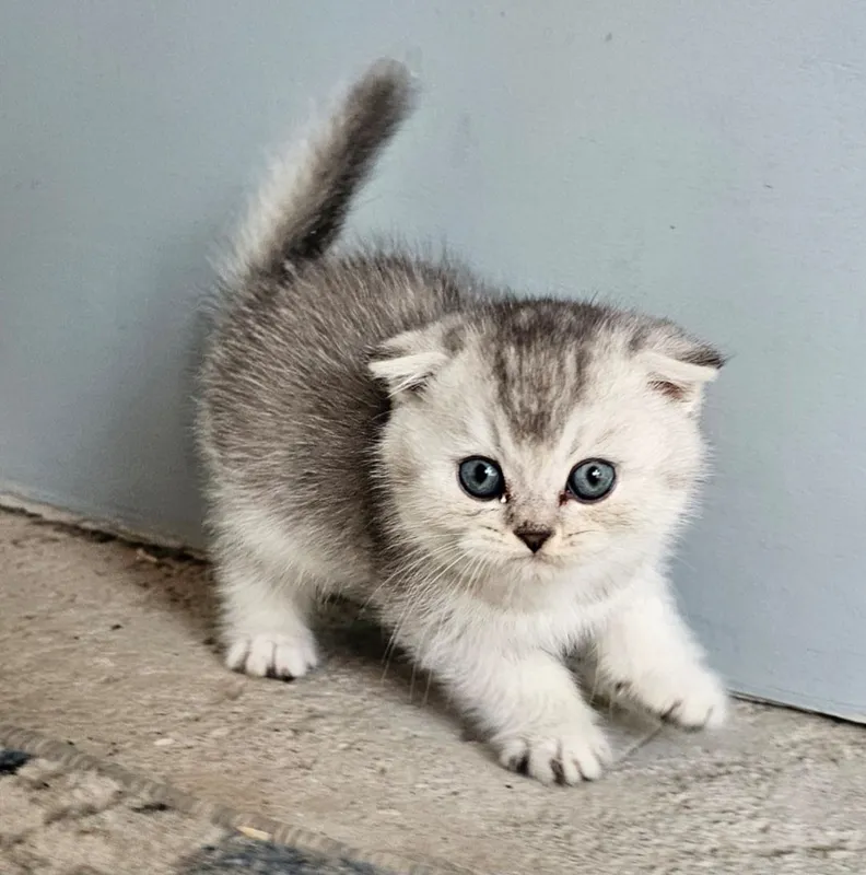 Котенок Скоттиш страйт и фолд серебристый шиншилла — фото 1