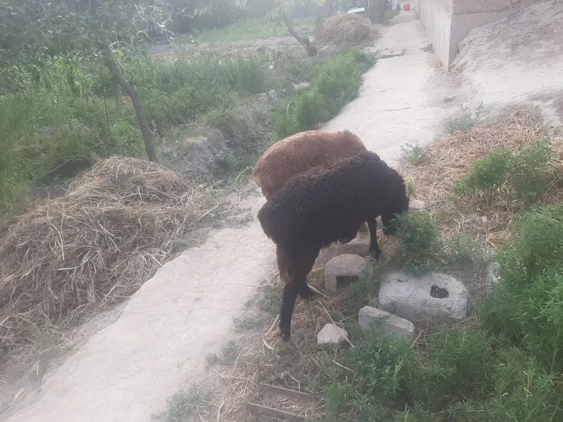 Qo'zi qo'chqorlar sotiladi 2 Qo'zi qo'chqorlar sotiladi 2
