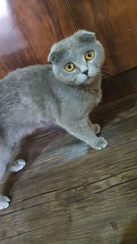Mushuk sotiladi scottish fold 750.000 so'm