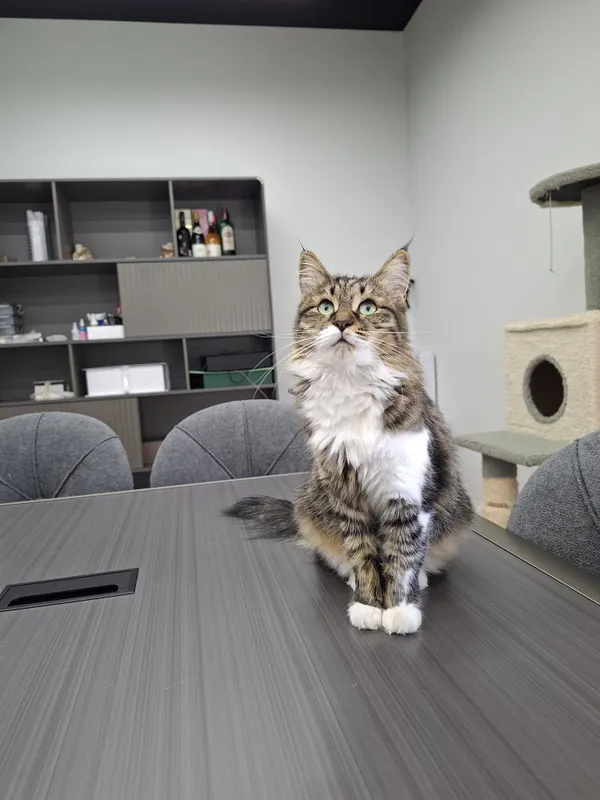 Котенок девочка кастрат 1 Котенок девочка кастрат 1