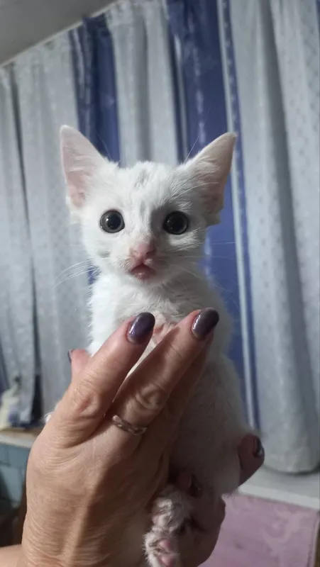 Отдам котят 1 Отдам котят 1