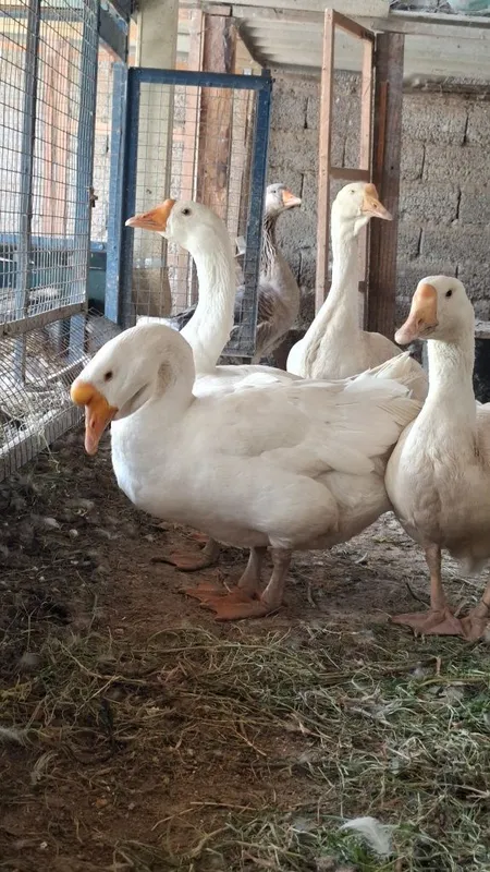 Гуси королевские
