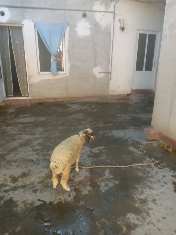 Shir boz q6chqorbarra sotiladi 5 Shir boz q6chqorbarra sotiladi 5