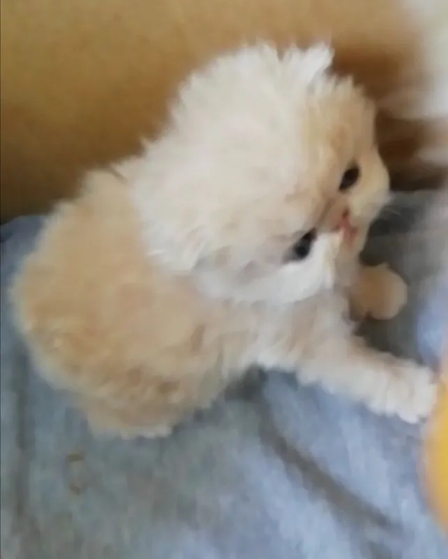 Котята персидские . — фото 2